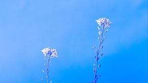 Preview wallpaper plants, macro, minimalism, blue