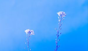 Preview wallpaper plants, macro, minimalism, blue