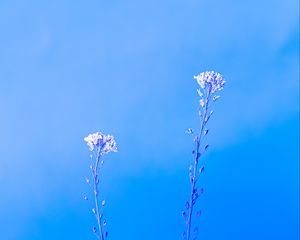 Preview wallpaper plants, macro, minimalism, blue