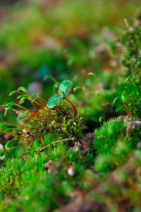 Preview wallpaper plants, moss, close-up