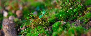 Preview wallpaper plants, moss, close-up
