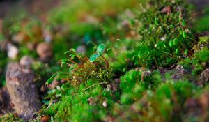 Preview wallpaper plants, moss, close-up