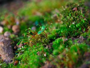 Preview wallpaper plants, moss, close-up