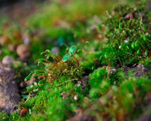 Preview wallpaper plants, moss, close-up