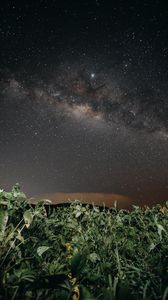 Preview wallpaper plants, night, starry sky, dark, nature