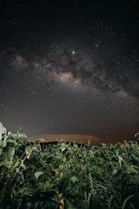 Preview wallpaper plants, night, starry sky, dark, nature