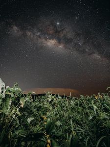 Preview wallpaper plants, night, starry sky, dark, nature