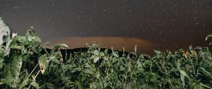 Preview wallpaper plants, night, starry sky, dark, nature