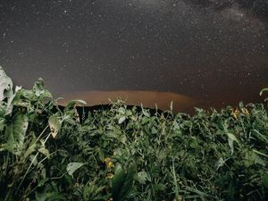 Preview wallpaper plants, night, starry sky, dark, nature