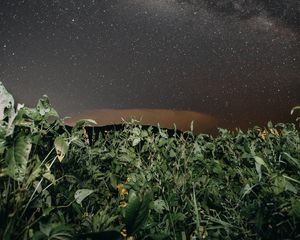 Preview wallpaper plants, night, starry sky, dark, nature