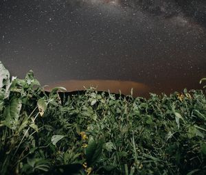 Preview wallpaper plants, night, starry sky, dark, nature