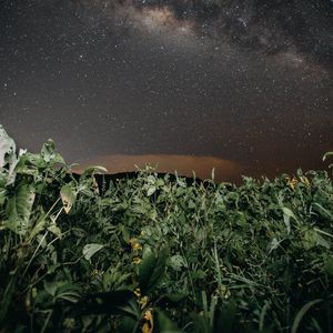 Preview wallpaper plants, night, starry sky, dark, nature