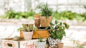 Preview wallpaper plants, pots, floristry, light