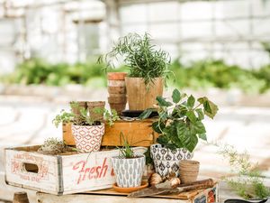 Preview wallpaper plants, pots, floristry, light