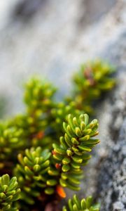 Preview wallpaper plants, rocks, macro