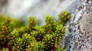 Preview wallpaper plants, rocks, macro