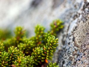 Preview wallpaper plants, rocks, macro