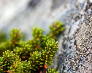 Preview wallpaper plants, rocks, macro