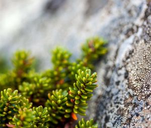 Preview wallpaper plants, rocks, macro