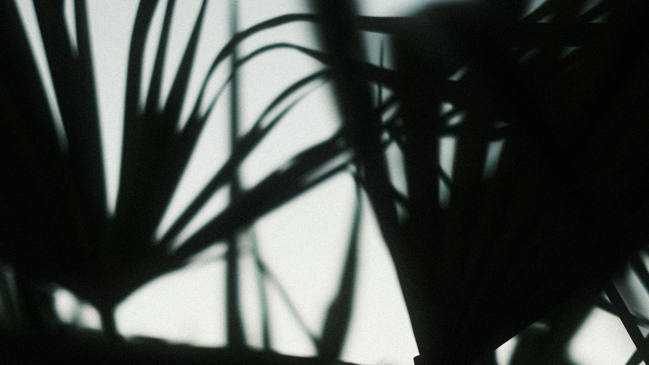 Wallpaper plants, silhouettes, leaves, dark, blur