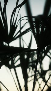 Preview wallpaper plants, silhouettes, leaves, dark, blur