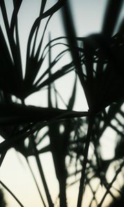 Preview wallpaper plants, silhouettes, leaves, dark, blur