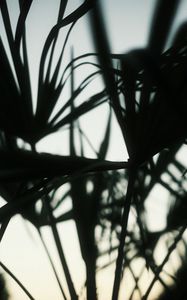 Preview wallpaper plants, silhouettes, leaves, dark, blur