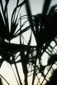 Preview wallpaper plants, silhouettes, leaves, dark, blur