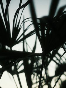 Preview wallpaper plants, silhouettes, leaves, dark, blur