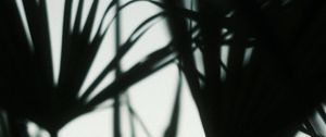 Preview wallpaper plants, silhouettes, leaves, dark, blur