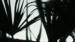 Preview wallpaper plants, silhouettes, leaves, dark, blur