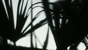 Preview wallpaper plants, silhouettes, leaves, dark, blur