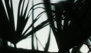 Preview wallpaper plants, silhouettes, leaves, dark, blur