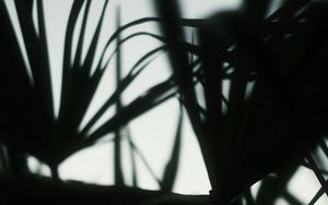 Preview wallpaper plants, silhouettes, leaves, dark, blur