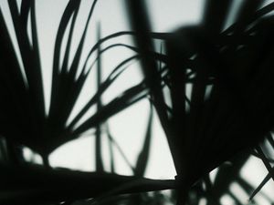 Preview wallpaper plants, silhouettes, leaves, dark, blur