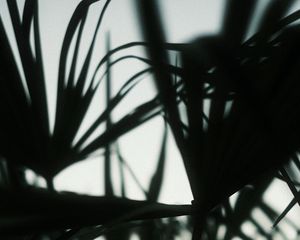 Preview wallpaper plants, silhouettes, leaves, dark, blur