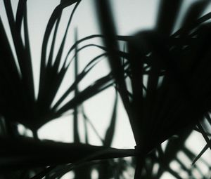 Preview wallpaper plants, silhouettes, leaves, dark, blur