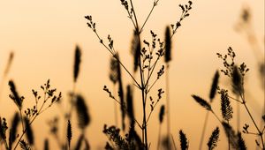 Preview wallpaper plants, silhouettes, twilight