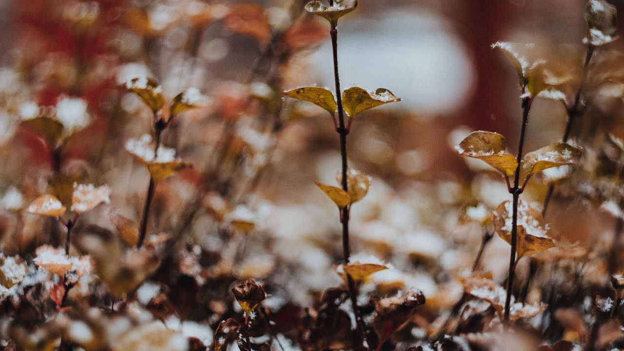 Wallpaper plants, snow, macro, blur
