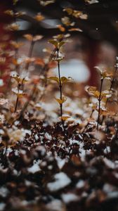 Preview wallpaper plants, snow, macro, blur