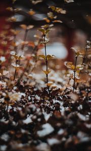 Preview wallpaper plants, snow, macro, blur