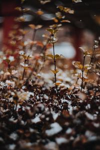 Preview wallpaper plants, snow, macro, blur