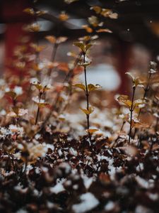 Preview wallpaper plants, snow, macro, blur