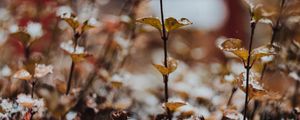 Preview wallpaper plants, snow, macro, blur