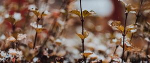 Preview wallpaper plants, snow, macro, blur