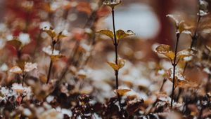 Preview wallpaper plants, snow, macro, blur