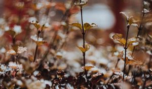 Preview wallpaper plants, snow, macro, blur