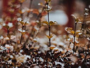 Preview wallpaper plants, snow, macro, blur