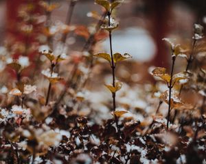 Preview wallpaper plants, snow, macro, blur