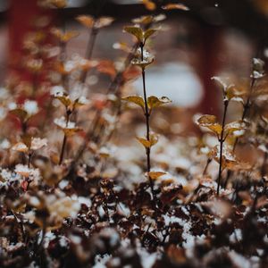 Preview wallpaper plants, snow, macro, blur